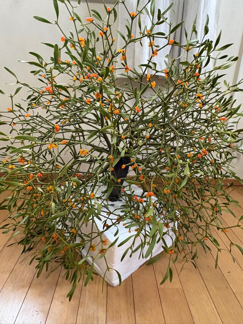 北海道産　ヤドリギ　特大！親木付き