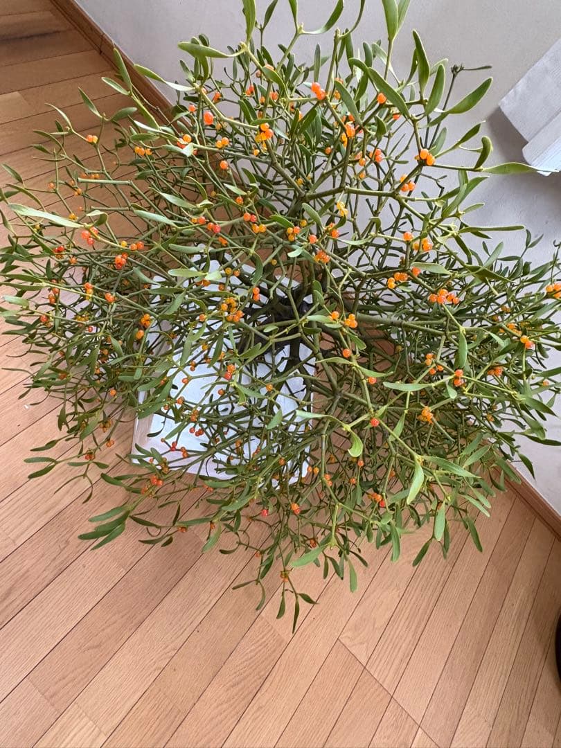 北海道産　ヤドリギ　特大！親木付き