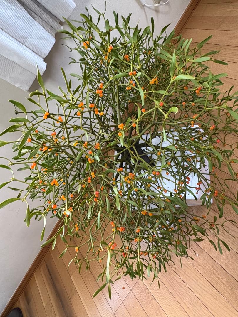 北海道産　ヤドリギ　特大！親木付き