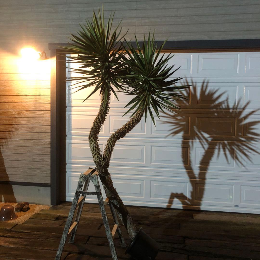 ユッカ　アロイフォリア　バリエガータ