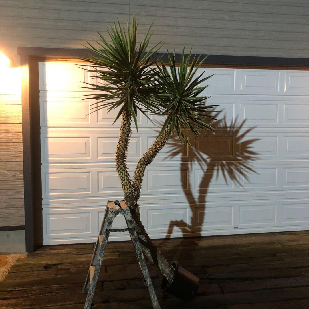 ユッカ　アロイフォリア　バリエガータ