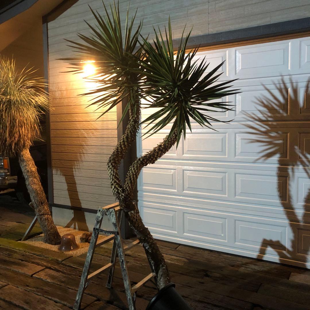 ユッカ　アロイフォリア　バリエガータ