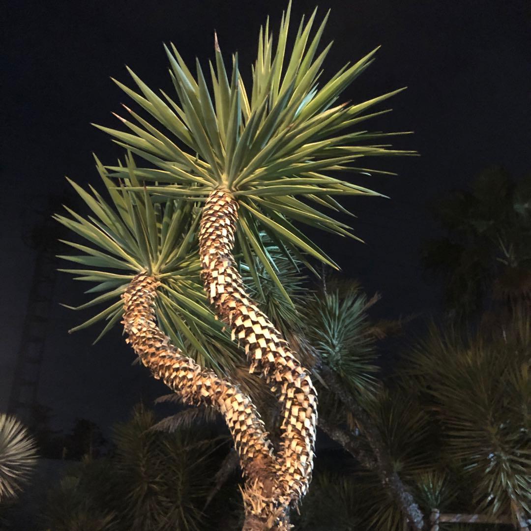 ユッカ　アロイフォリア　バリエガータ