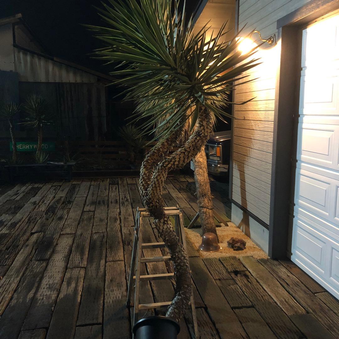 ユッカ　アロイフォリア　バリエガータ