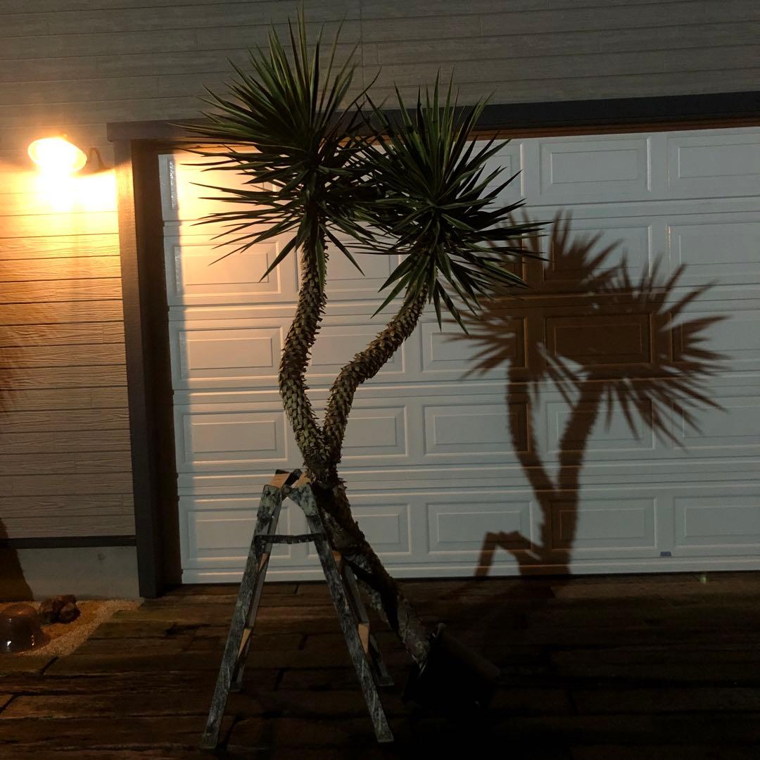 ユッカ　アロイフォリア　バリエガータ