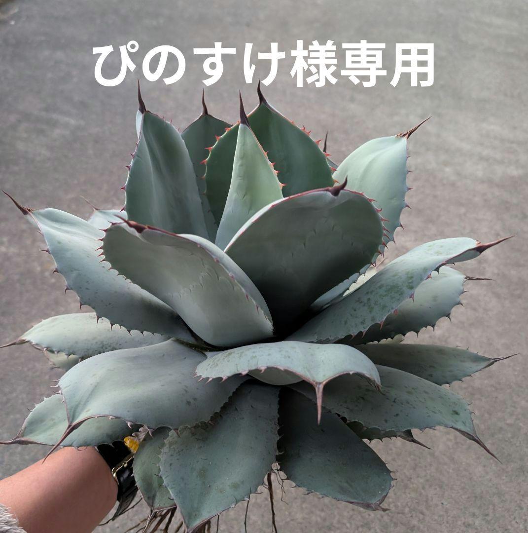 実生アガベ2株セット　パリートランカータ&パラサナ厳選株