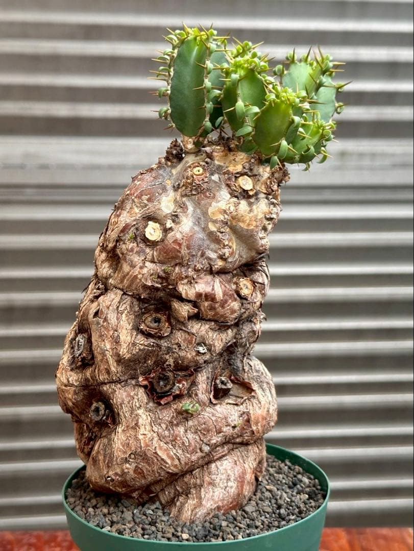 ユーフォルビア ムランジーナ 現地株