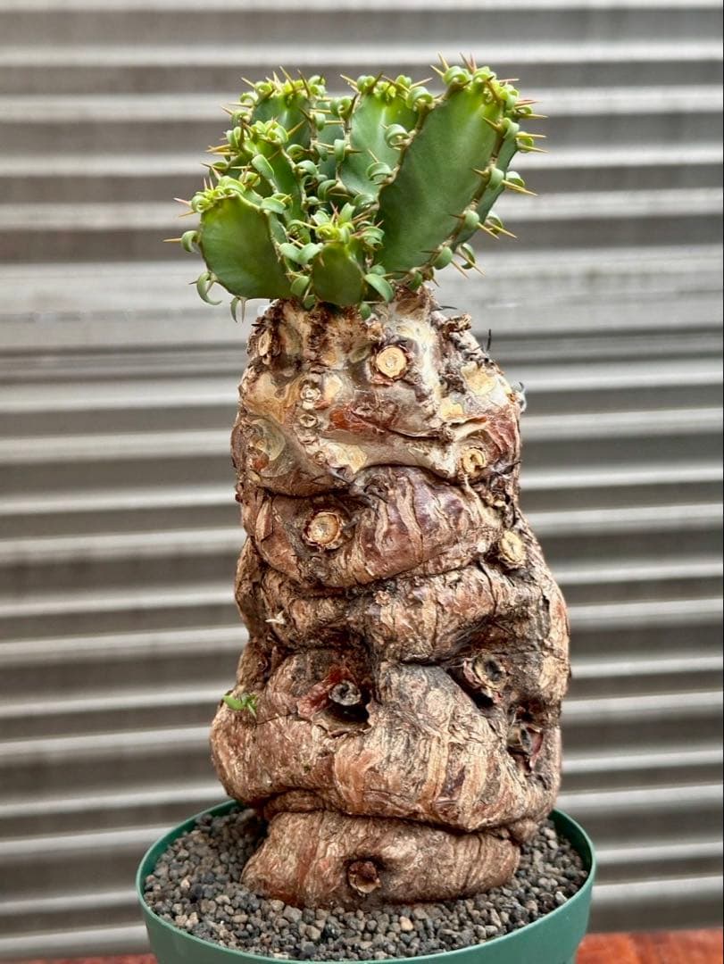 ユーフォルビア ムランジーナ 現地株