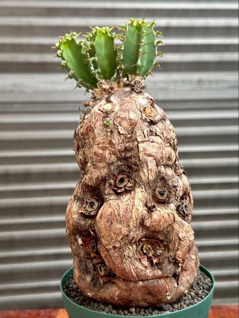 ユーフォルビア ムランジーナ 現地株