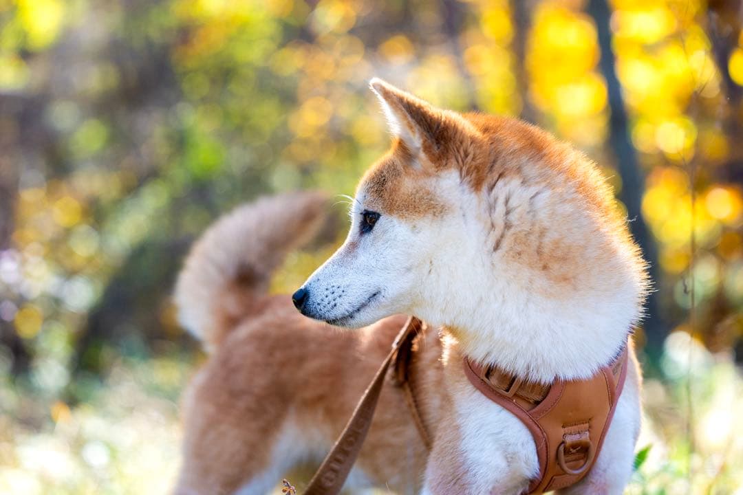 【新品】ハーネス/max-bone/キャメルSサイズ/ラグジュアリーブランド