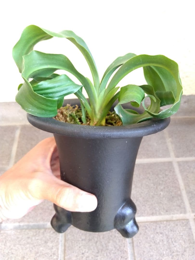 万年青　オモト　獅子　4.5号陶器鉢つき　③　子株つき❗