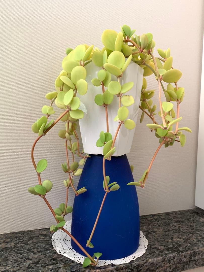 ❣️厳選❣️希少黄色❣️ペペロミア　ホープ❣️良質❣️大鉢❣️観葉植物❣️