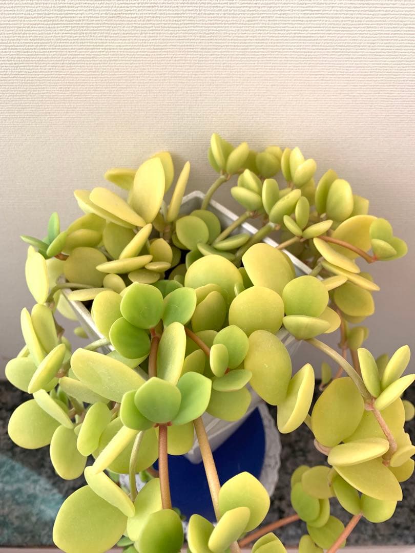 ❣️厳選❣️希少黄色❣️ペペロミア　ホープ❣️良質❣️大鉢❣️観葉植物❣️