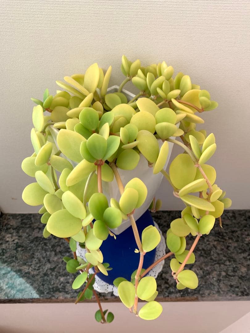 ❣️厳選❣️希少黄色❣️ペペロミア　ホープ❣️良質❣️大鉢❣️観葉植物❣️