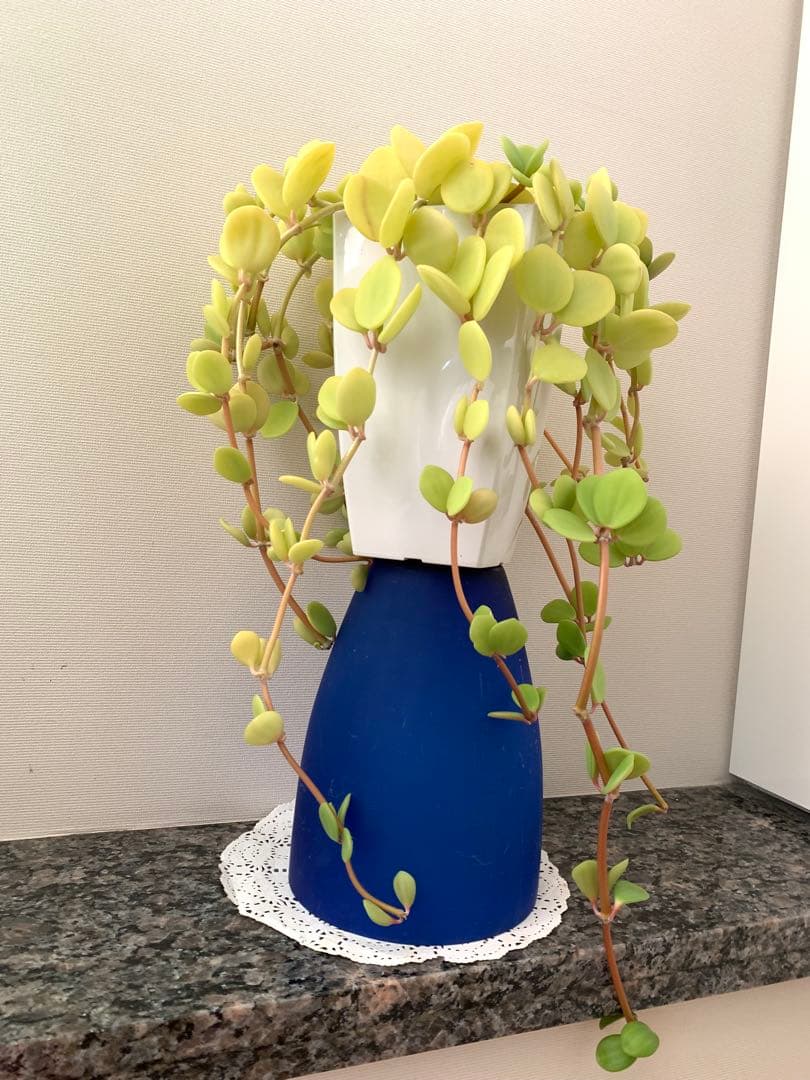 ❣️厳選❣️希少黄色❣️ペペロミア　ホープ❣️良質❣️大鉢❣️観葉植物❣️