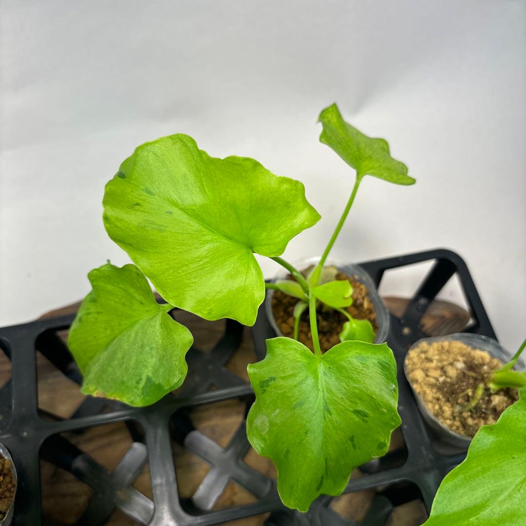 5株セットms144selloum Var フィロデンドロン・セローム・斑入り