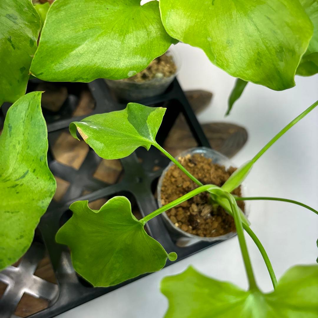 5株セットms144selloum Var フィロデンドロン・セローム・斑入り