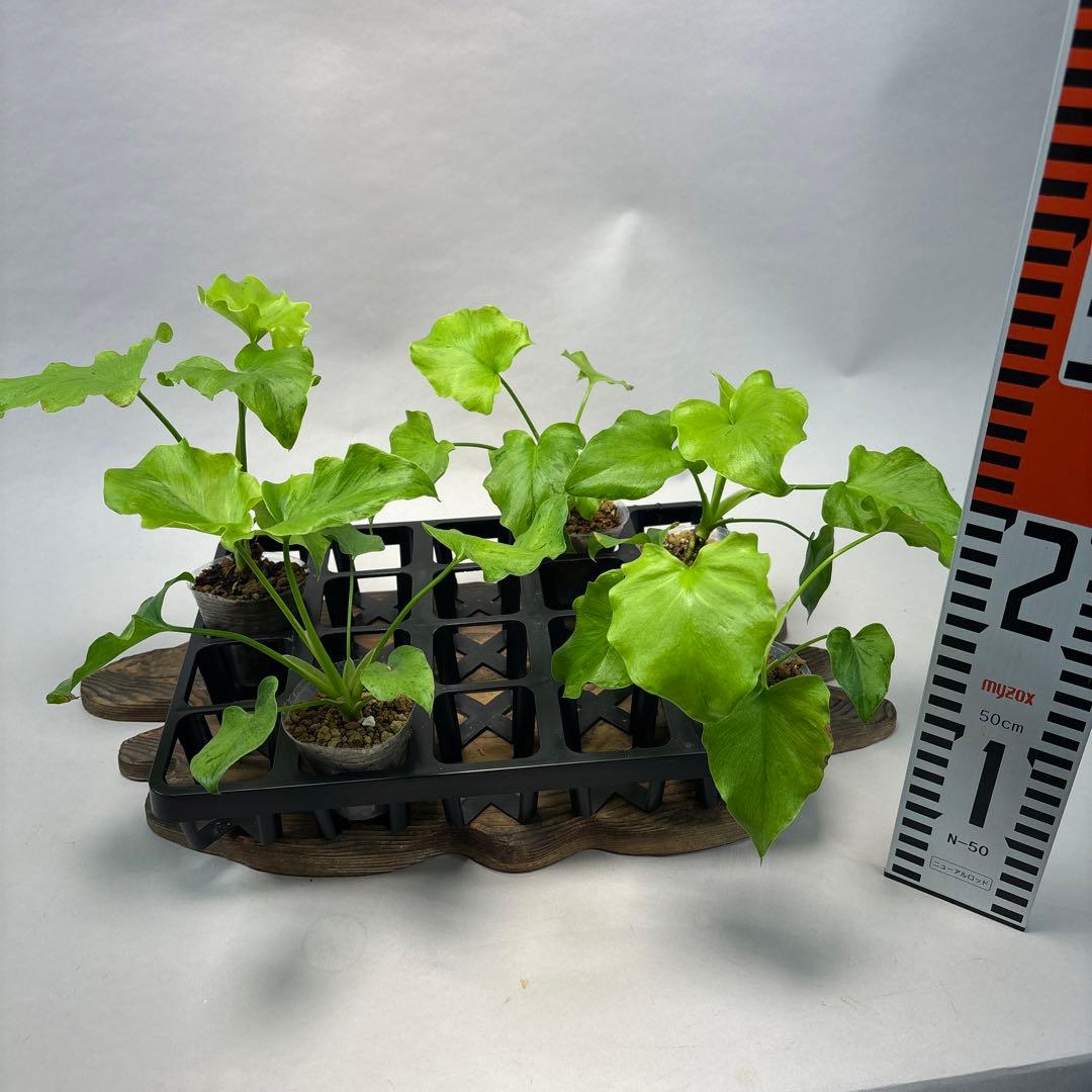 5株セットms144selloum Var フィロデンドロン・セローム・斑入り