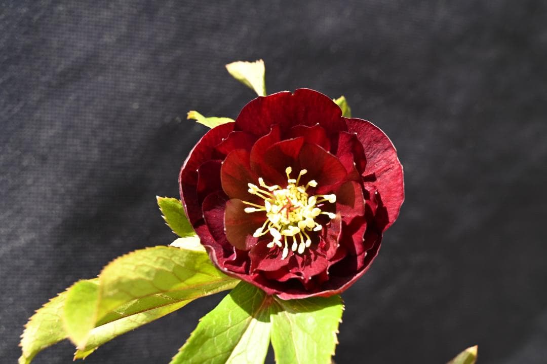 今シーズンラスト！！認定！キラメキチョコレート　クリスマスローズ　加藤農園