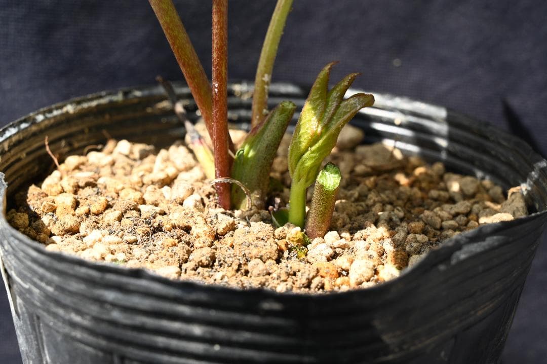 今シーズンラスト！！認定！キラメキチョコレート　クリスマスローズ　加藤農園