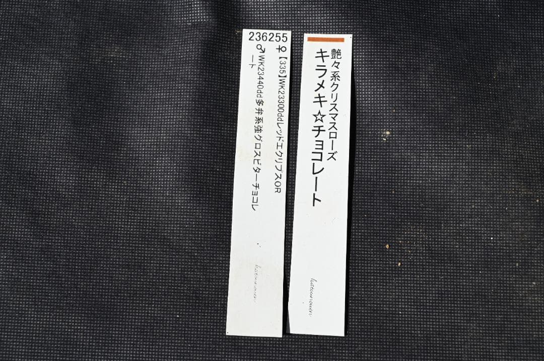 今シーズンラスト！！認定！キラメキチョコレート　クリスマスローズ　加藤農園