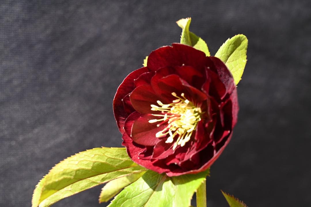 今シーズンラスト！！認定！キラメキチョコレート　クリスマスローズ　加藤農園