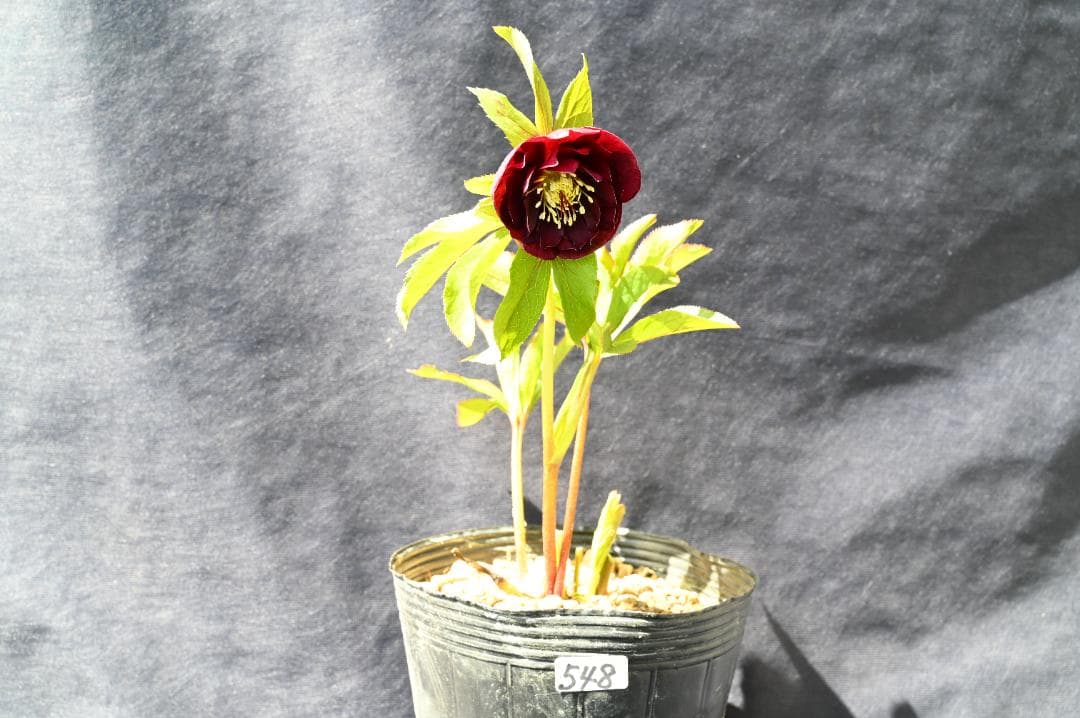 今シーズンラスト！！認定！キラメキチョコレート　クリスマスローズ　加藤農園