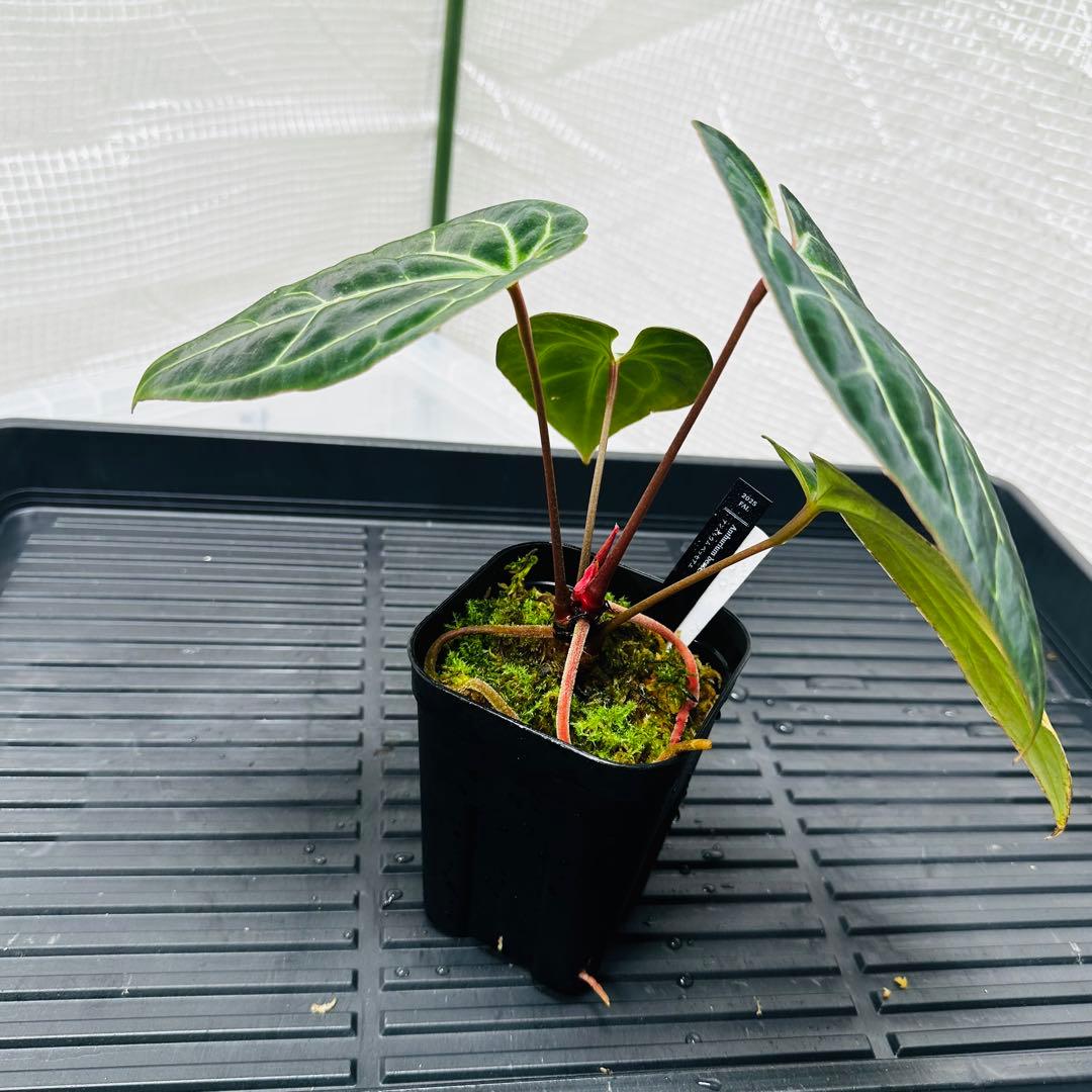 Anthurium besseae アンスリウム ベッセアエ