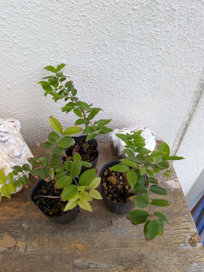 ジャボチカバ実生苗、15鉢セット 約10cm