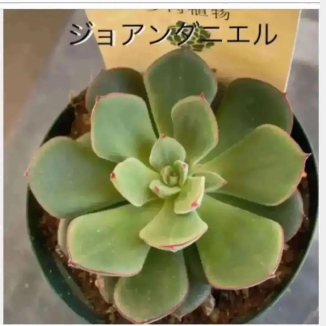 多肉植物　⭐️⭐️⭐️  ジョアンダニエル　抜き苗