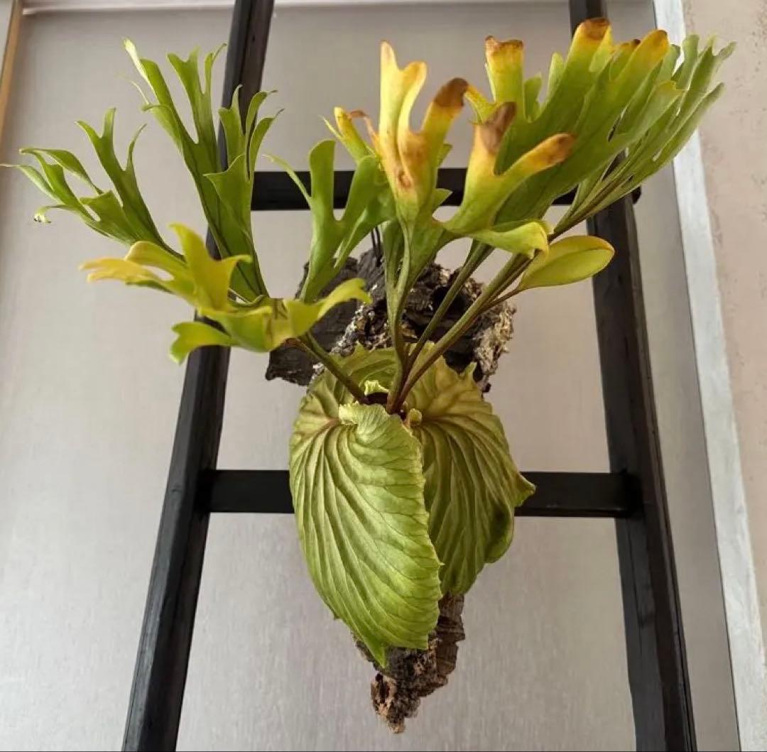 P.ridleyi wild リドレイ ワイルド ビカクシダ 三角コルク板付け