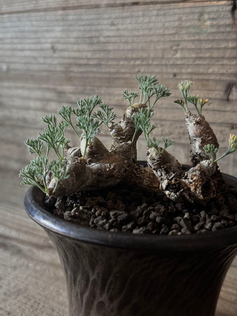 【特選株】モンソニアムルチフィダ サルコカウロン チレコドン ペアルソニー