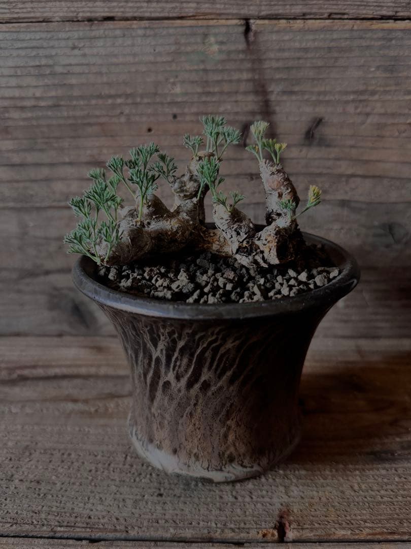 【特選株】モンソニアムルチフィダ サルコカウロン チレコドン ペアルソニー