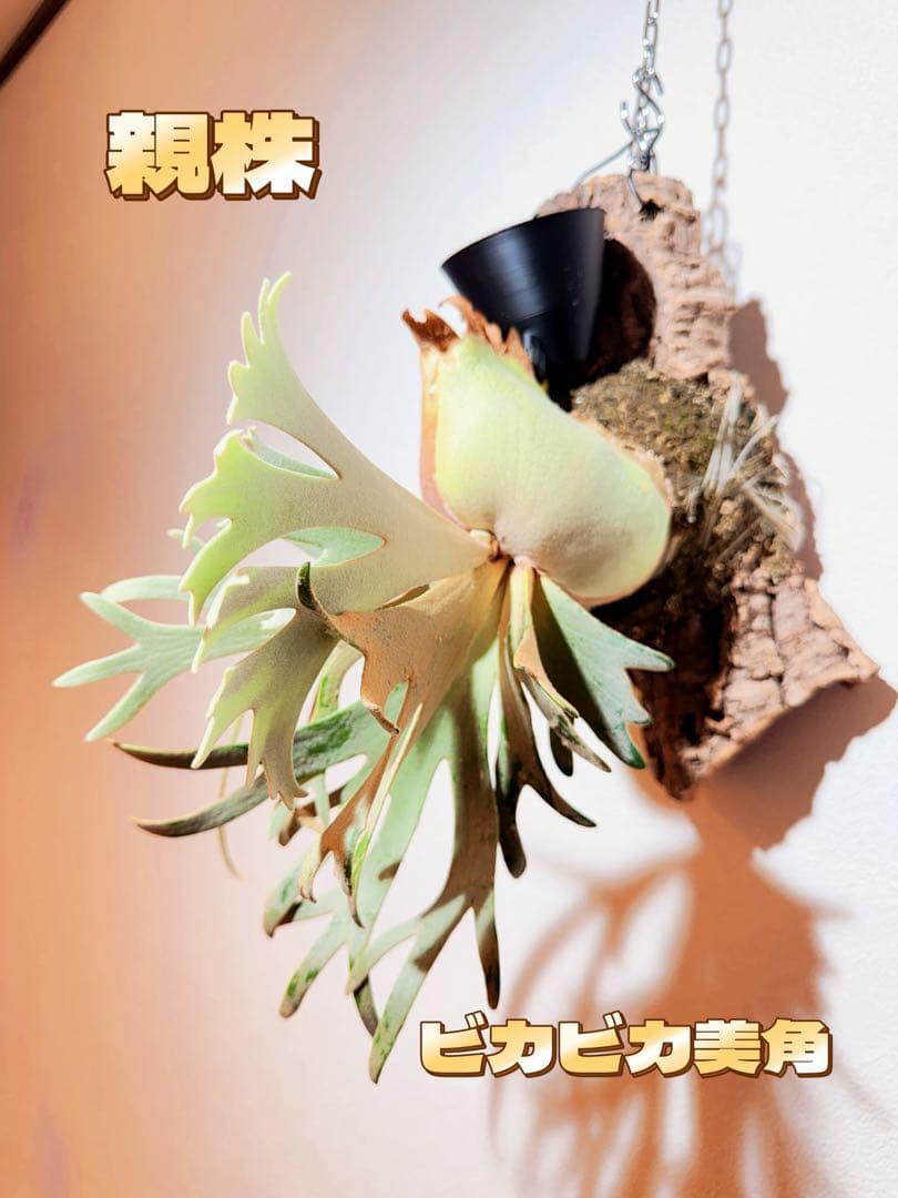 ビカクシダ　P.willinckii Jade Girl pup コルク付け