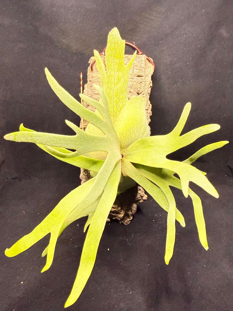 ビカクシダ　P.willinckii Jade Girl pup コルク付け