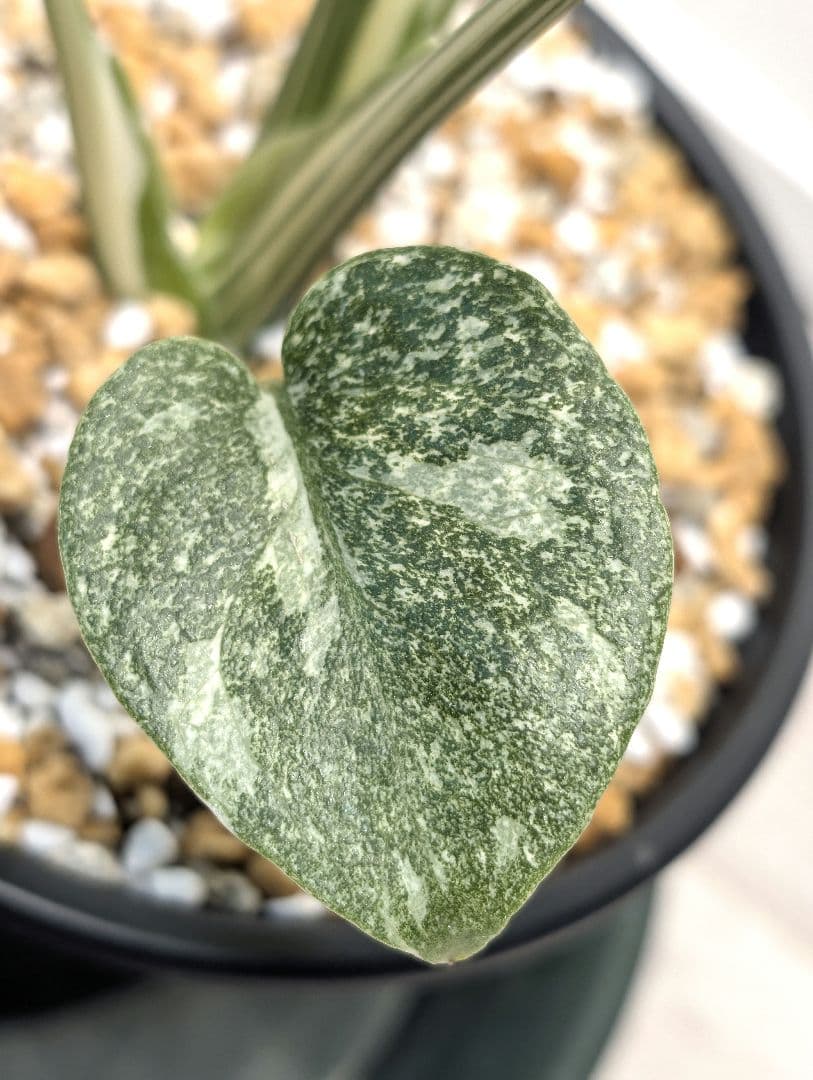 斑入りモンステラ　デリシオーサ　デリシオーサ　プラチナム