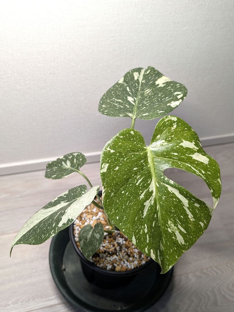 斑入りモンステラ　デリシオーサ　デリシオーサ　プラチナム