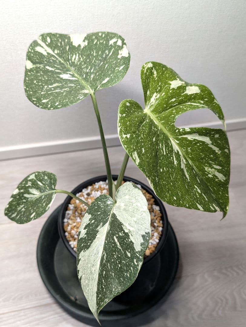 斑入りモンステラ　デリシオーサ　デリシオーサ　プラチナム
