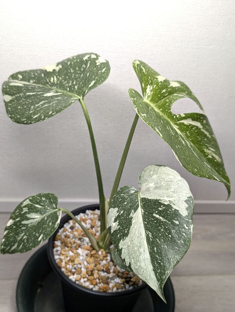 斑入りモンステラ　デリシオーサ　デリシオーサ　プラチナム
