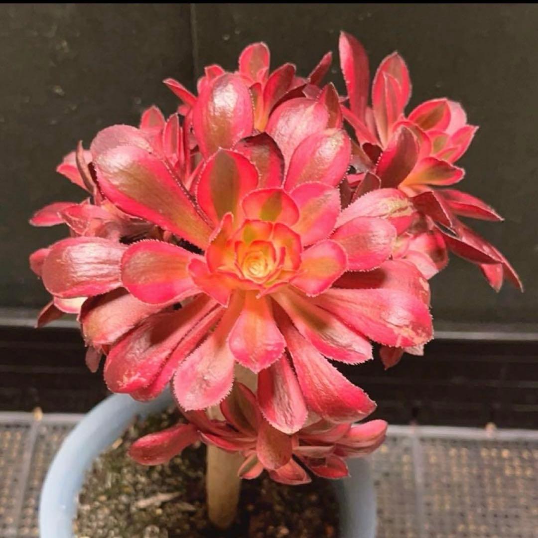 82#多肉植物アエオニウム錦❤️ シャネル❤️10頭 16cm拨き苗