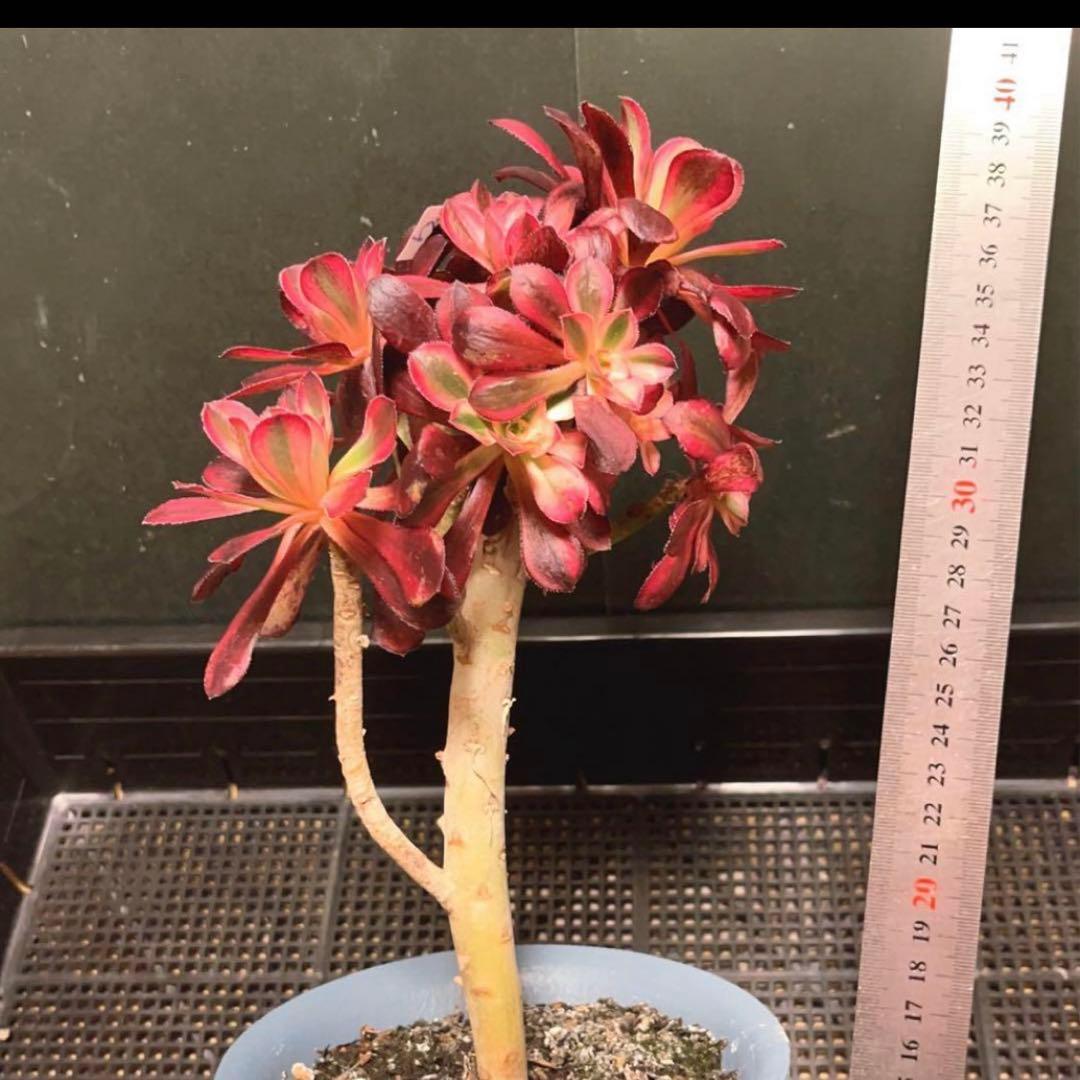 82#多肉植物アエオニウム錦❤️ シャネル❤️10頭 16cm拨き苗