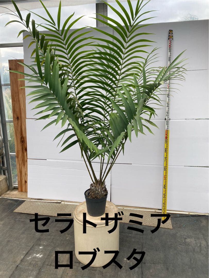 セラトザミア　ロブスタ　大株