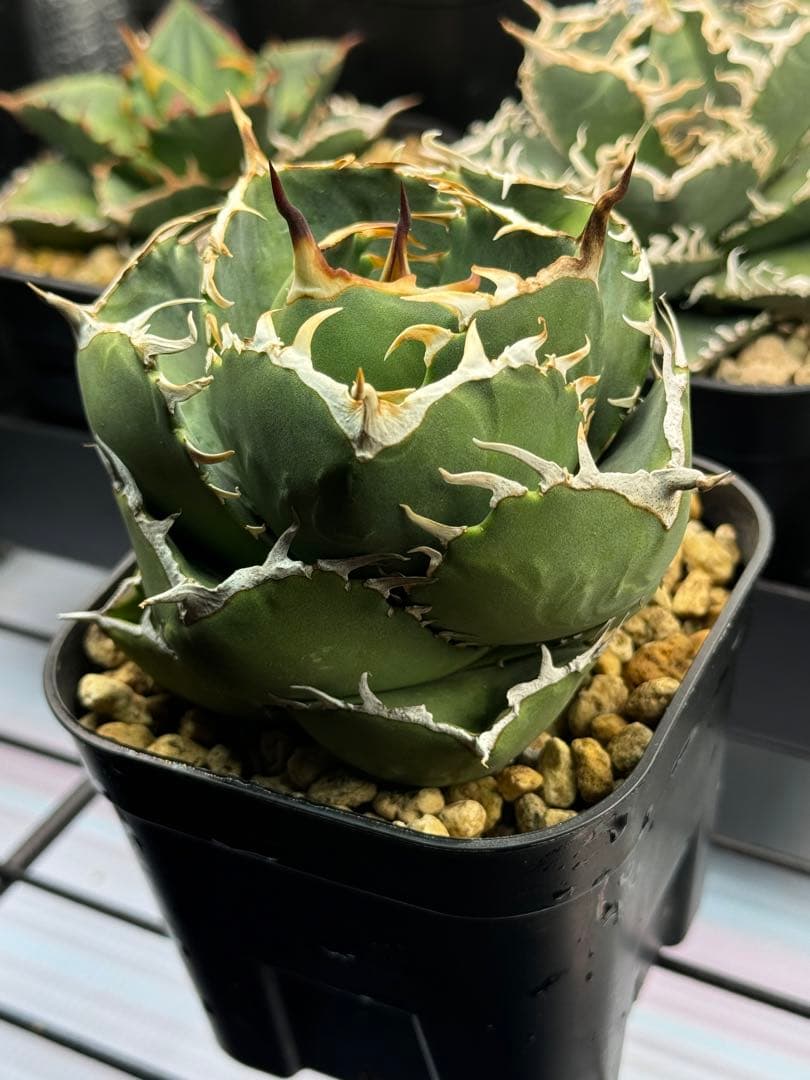 アガベ チタノタ 窮奇