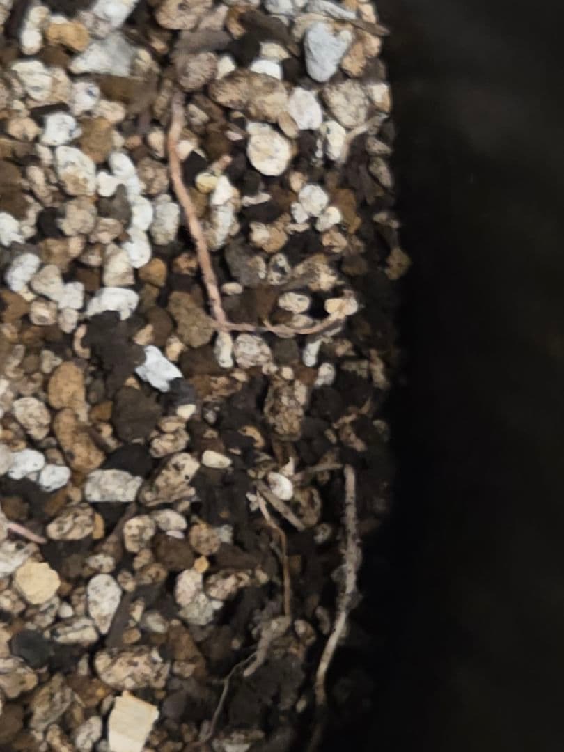 専用出品 特割 ユッカロストラータ 大、太株 (わ)