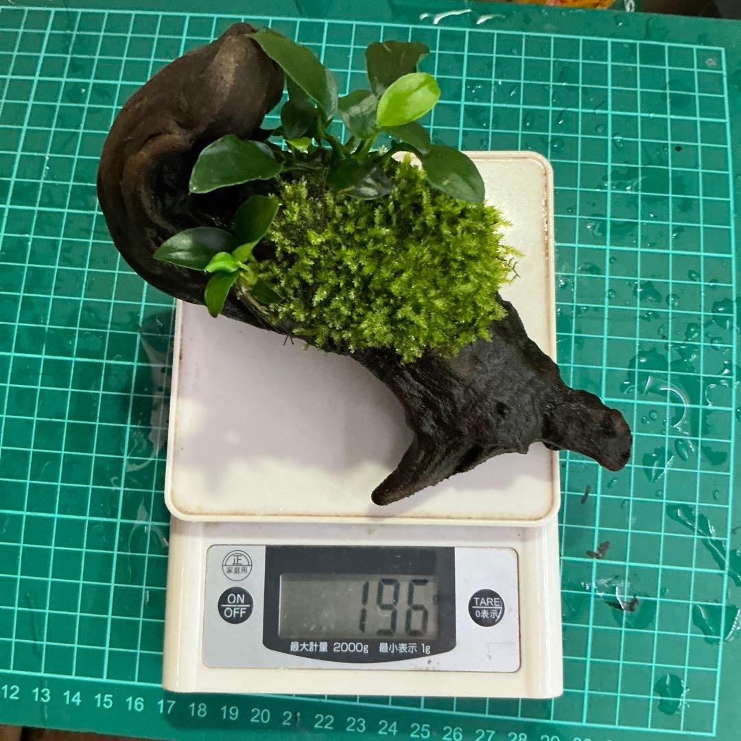 【速達】ジャイアント南米モス活着 アヌビアスボンサイ付き流木15cm
