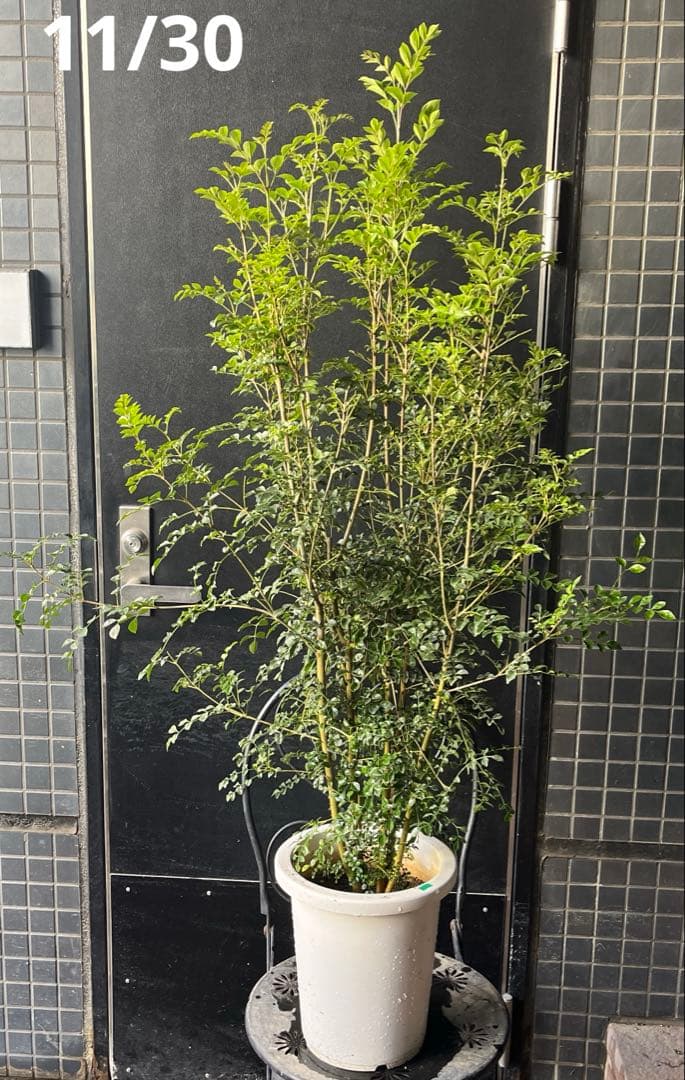 シマトリネコ　8寸鉢ごと　常緑　苗木　植物　本日入荷！