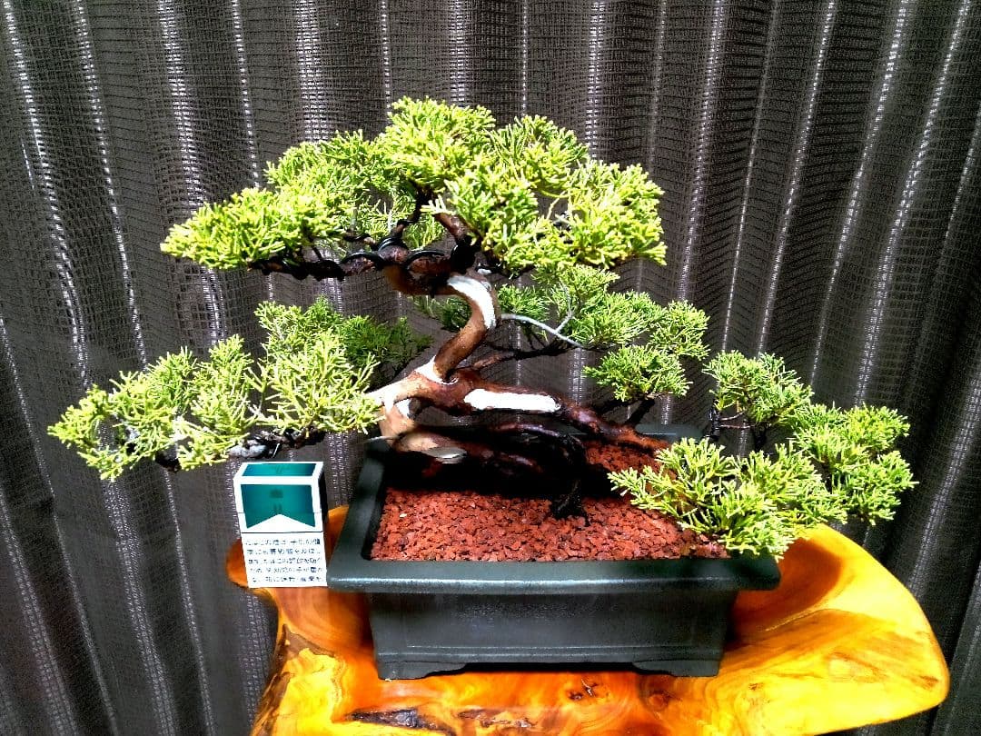 【貴風 模様木 真柏盆栽】　　　⭕気品溢れる一品❗セール