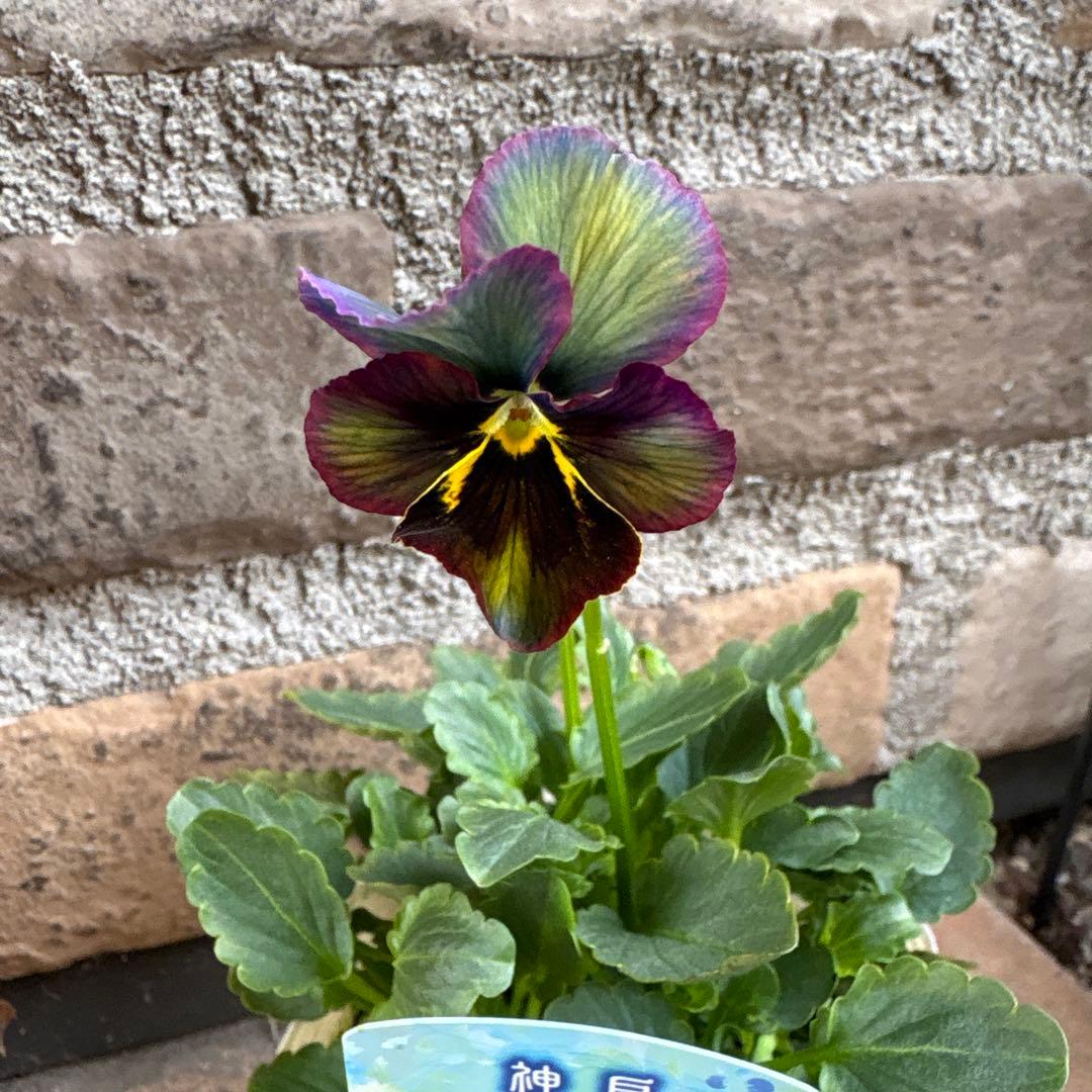 M*謝様 べっぴんさん