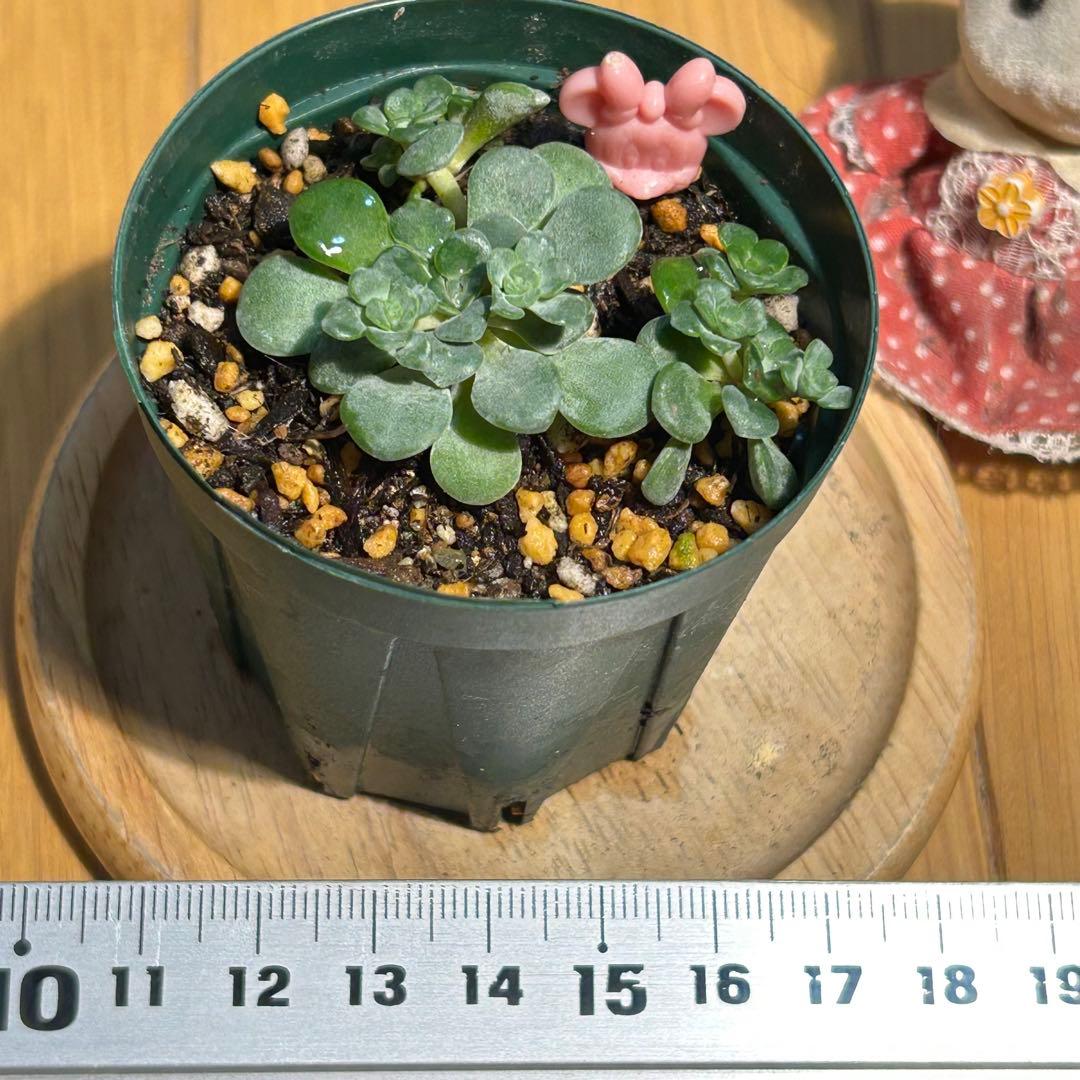 多肉植物　白雪ミセバヤ　抜き苗　根付き　ピンクミニー