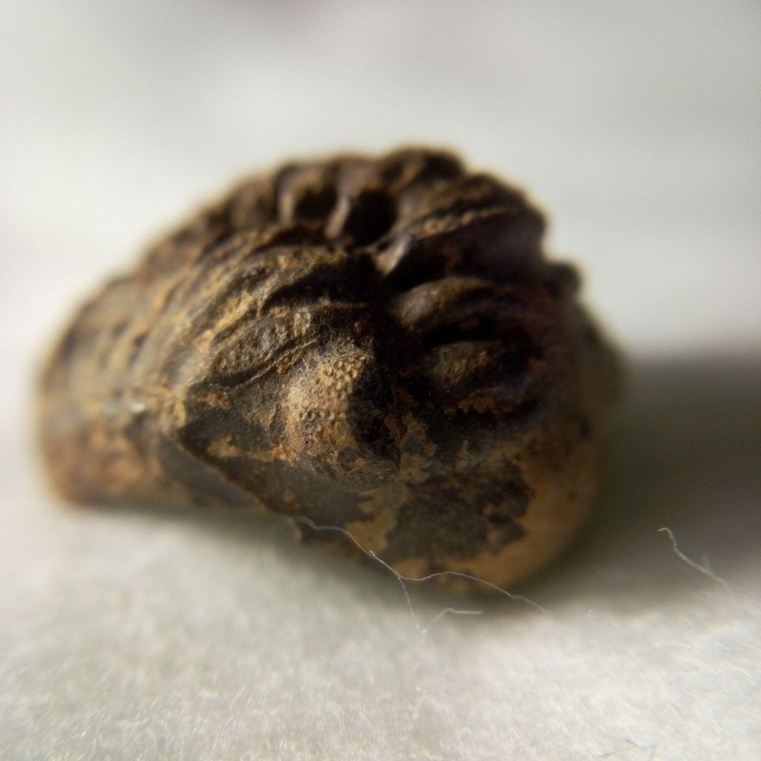 三葉虫　化石　三葉虫化石　究極のレトロ　小さい化石　fossil　化石管理番号①